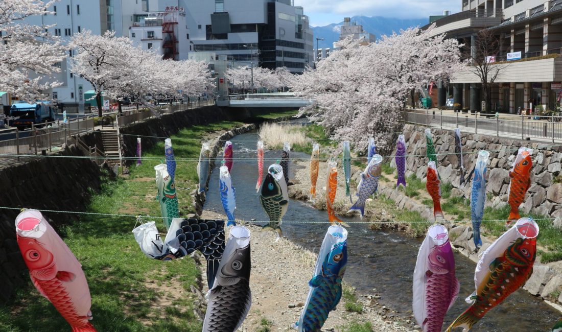 女鳥羽川にたなびく鯉のぼりと桜????