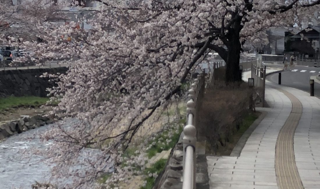 清明节的樱花----疫情蔓延中的松本市街一角