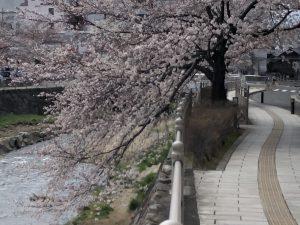 清明节的樱花----疫情蔓延中的松本市街一角