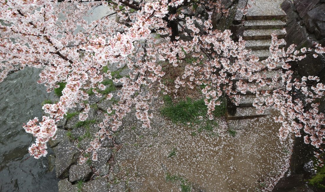 桜を散らす雨が降りました????