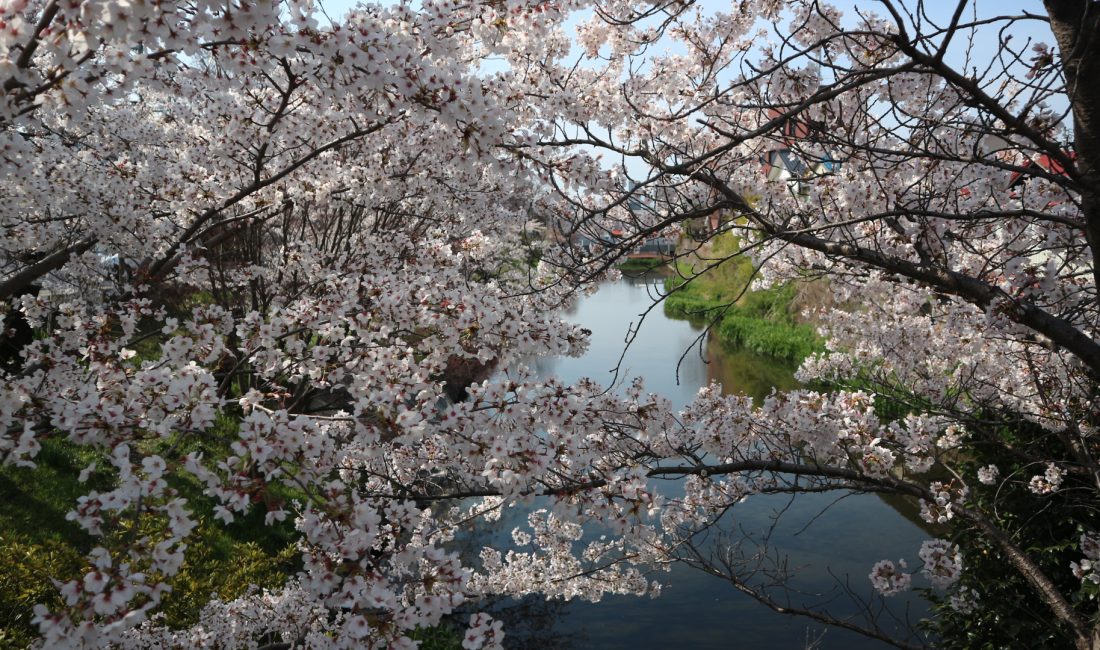 国宝松本城新町総掘り桜・北門大井戸桜????