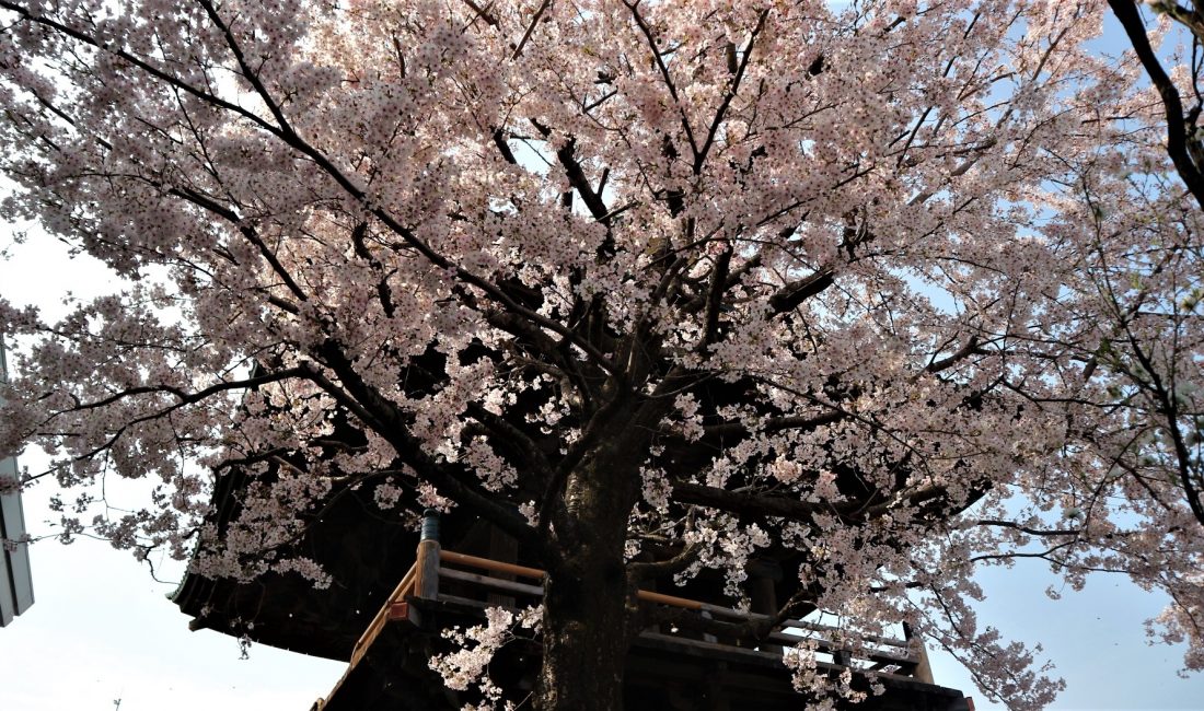 女鳥羽川左岸沿いの桜・旧念来寺鐘楼前の桜・なわて通りの枝垂れ桜????