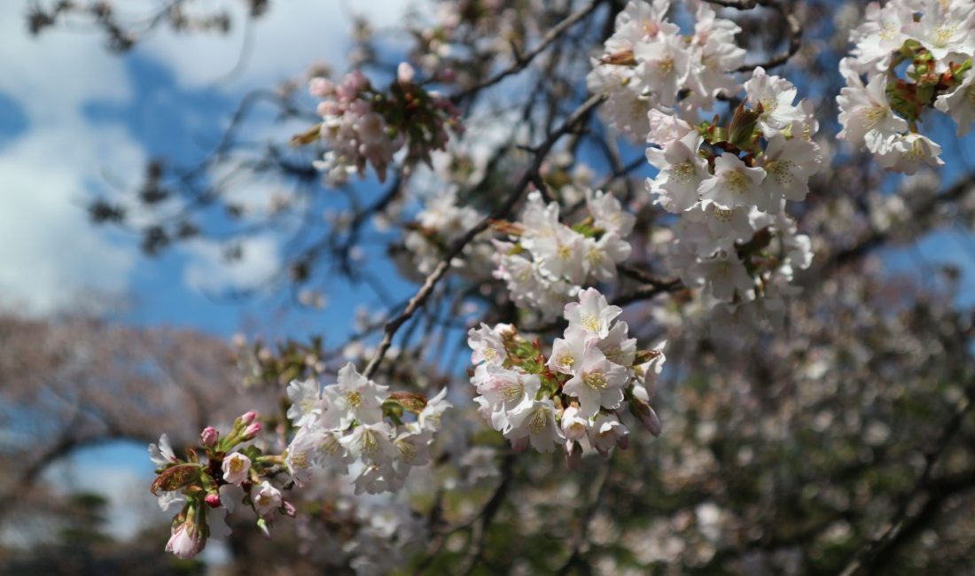 国宝松本城遅咲きの桜????