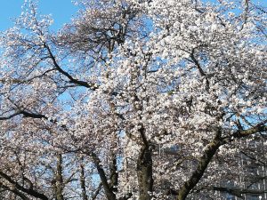 남마츠 공원 사쿠라(벚꽃) 소식
