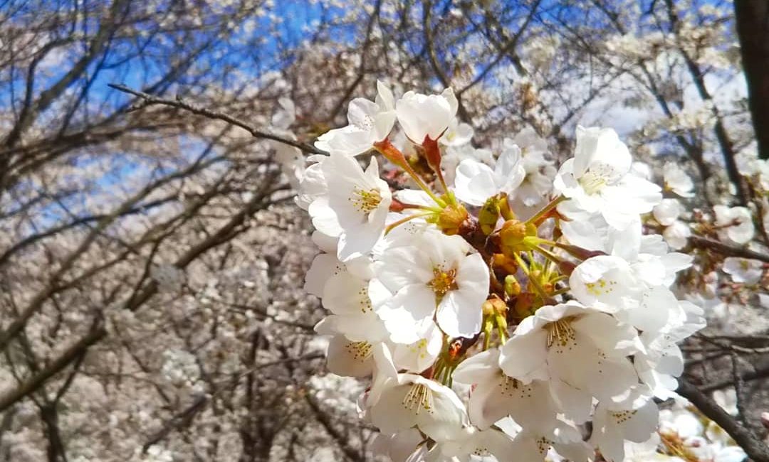 Matsumoto à l'heure des Sakura