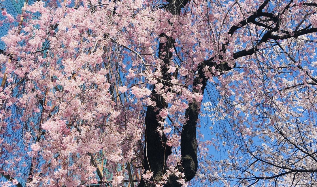 Noch mehr Kirschblüten in Matsumoto
