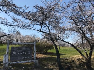 Сакура в пакре Джояма