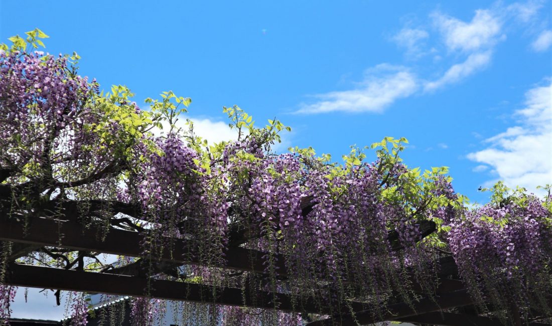 ＃おうちで松本　街中の花が咲き始めています。