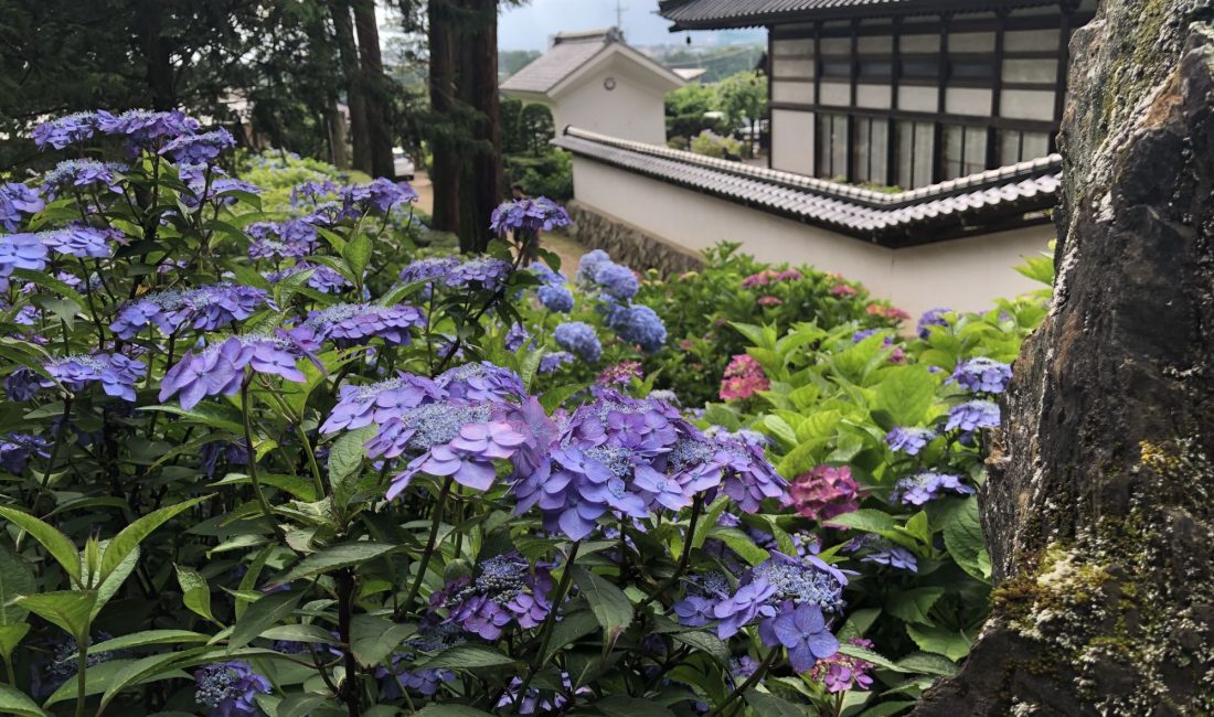 松本弘长寺的绣球花