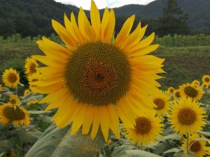 아즈미공원 해바라기 미로