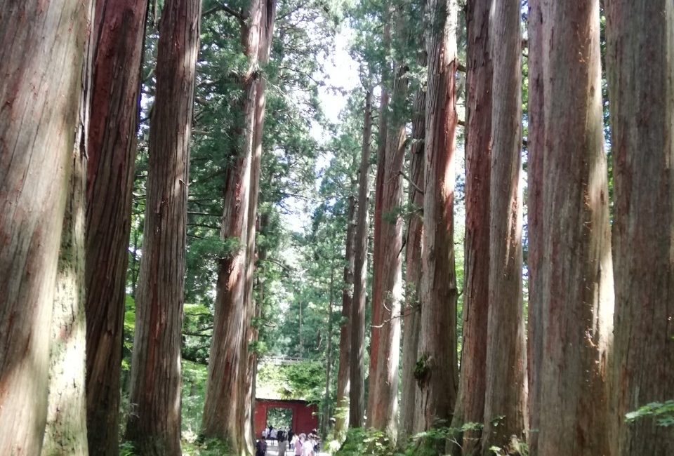 戸隠神社的古杉树林道