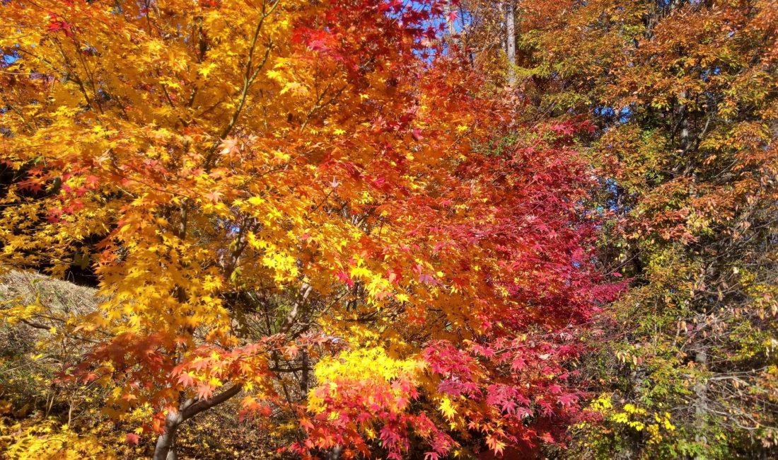 **Spécial Automne** Matsumoto et ses couleurs automnales