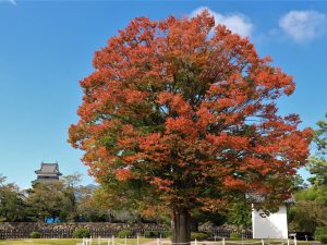 国宝松本城二の丸御殿跡 欅の葉が色づいています。