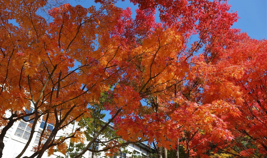 紅葉真っ盛り あがたの森公園 2020/11/05