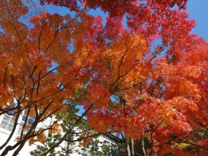 紅葉真っ盛り あがたの森公園 2020/11/05