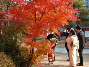 紅葉と水辺のタクティカルアーバニズム　四柱神社紅葉と幸橋