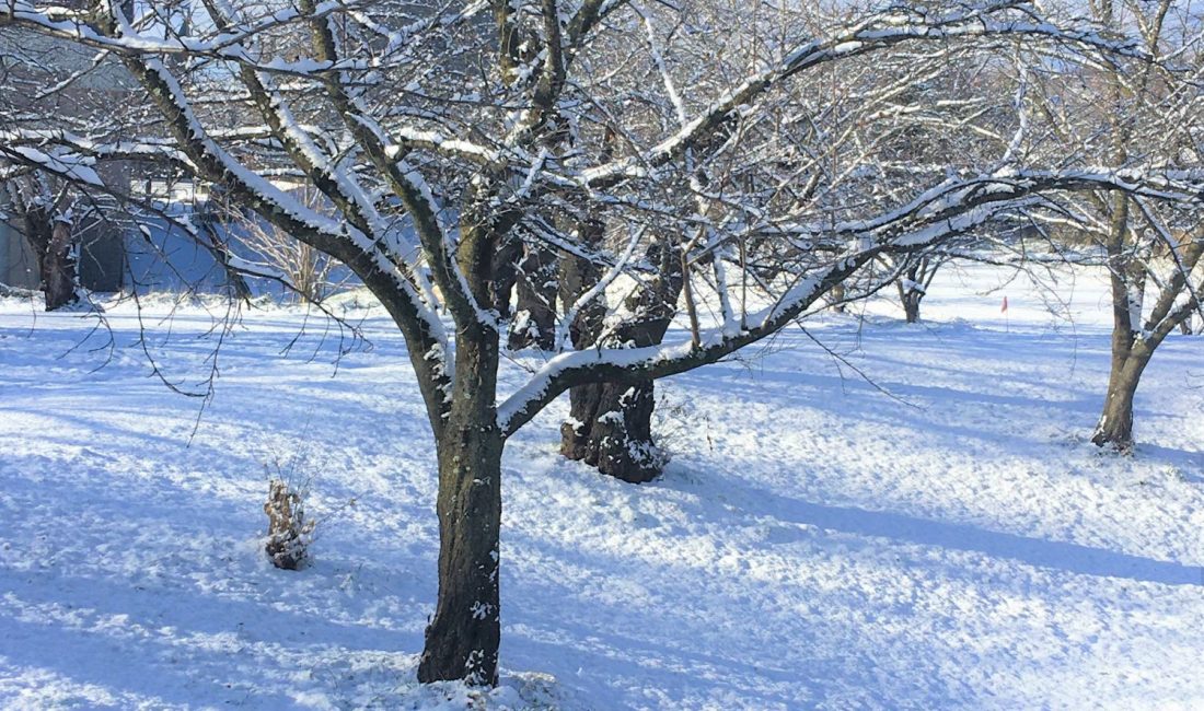 Schnee im Dezember