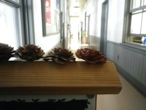 森のたからもの