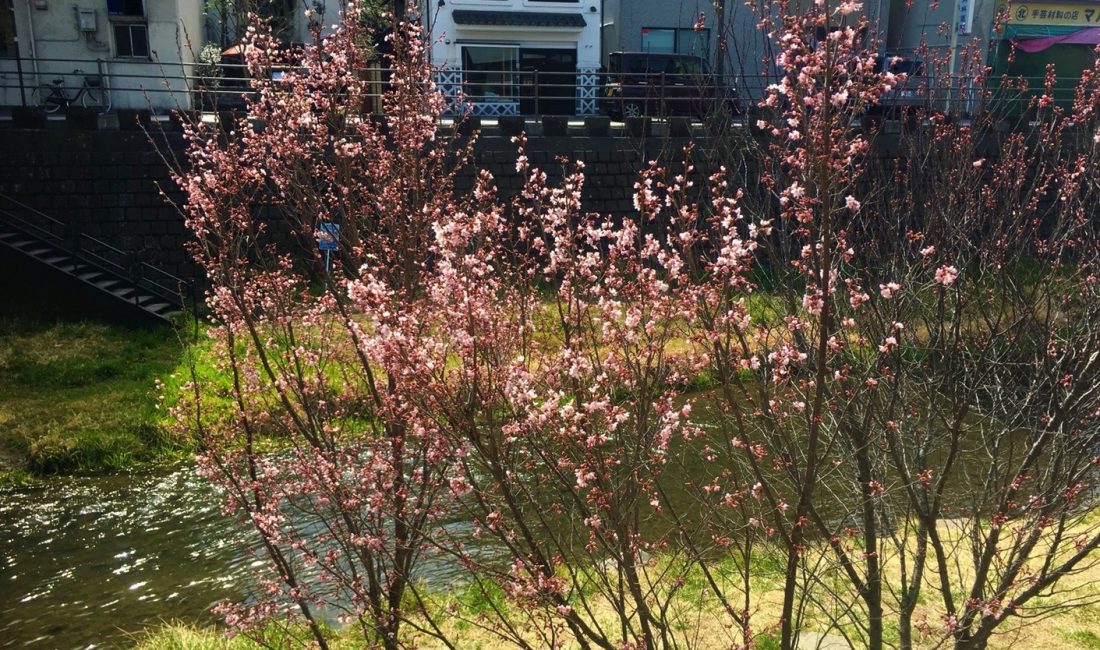女鳥羽川の大山桜咲き始めました????情報