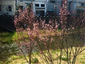 女鳥羽川の大山桜咲き始めました????情報