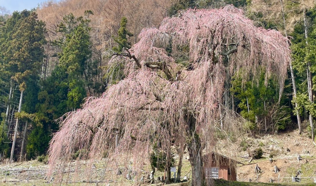 2021.3.30 AM  梓川釈迦堂の枝垂れ桜