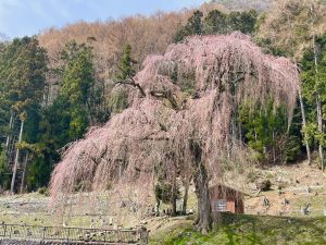 2021.3.30 AM  梓川釈迦堂の枝垂れ桜