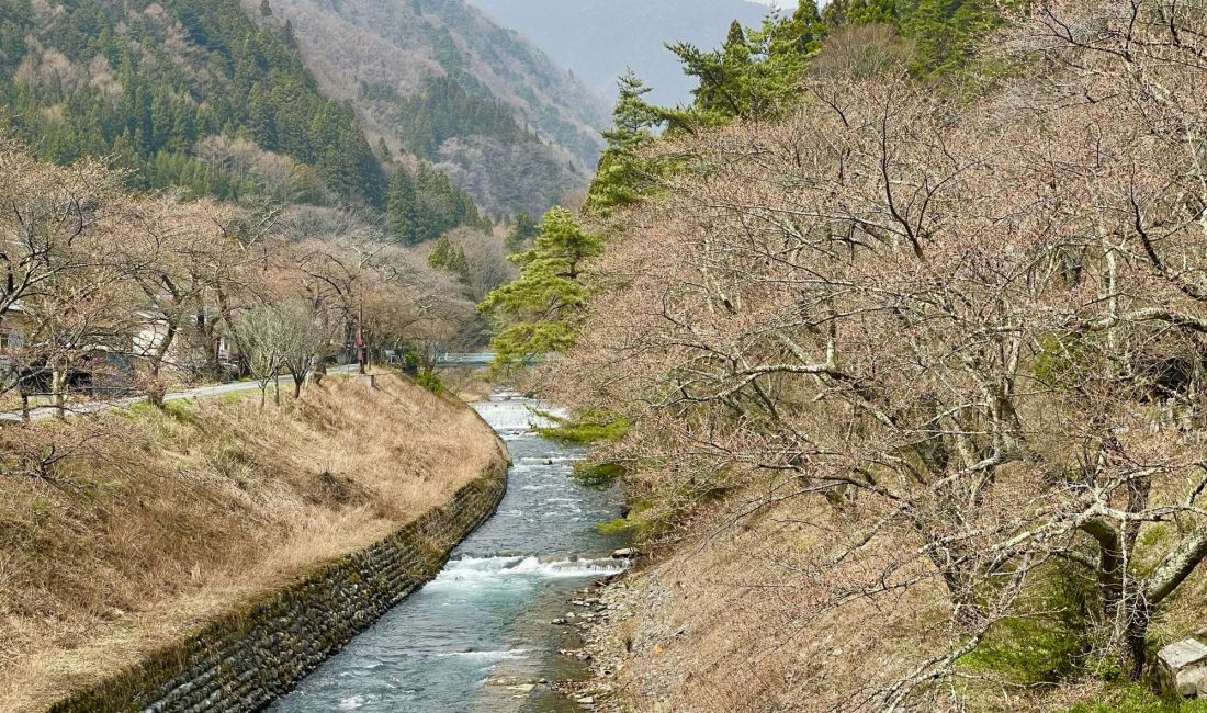 2021.3.30AM　島々谷　徳本峠入口の桜