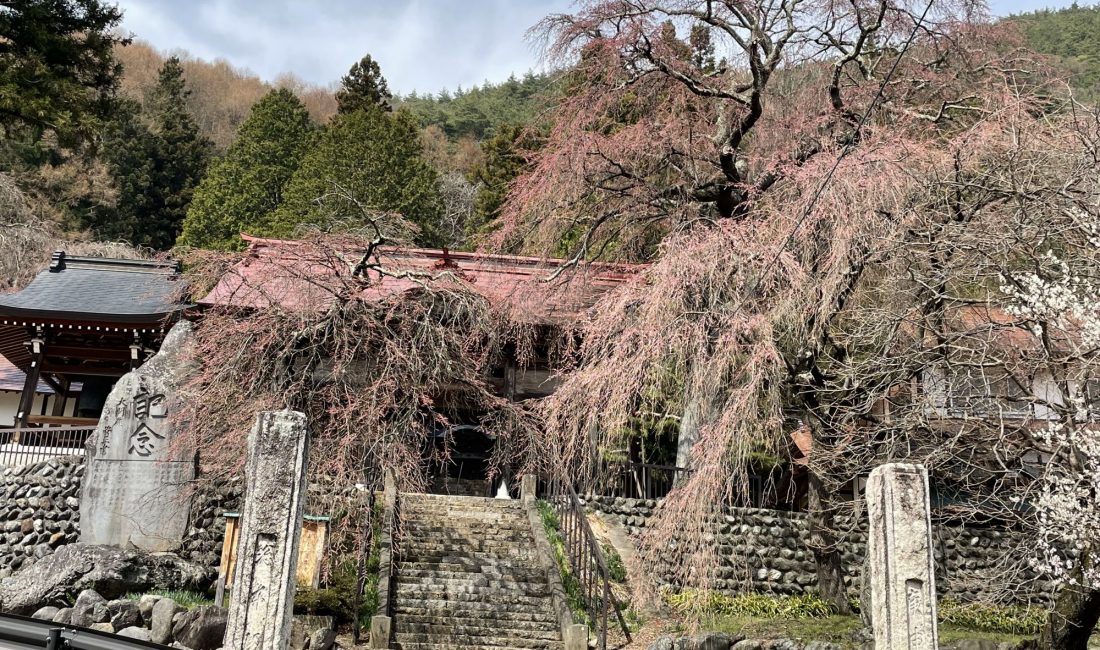 2021.3.30 AM  梓川真光寺の枝垂れ桜