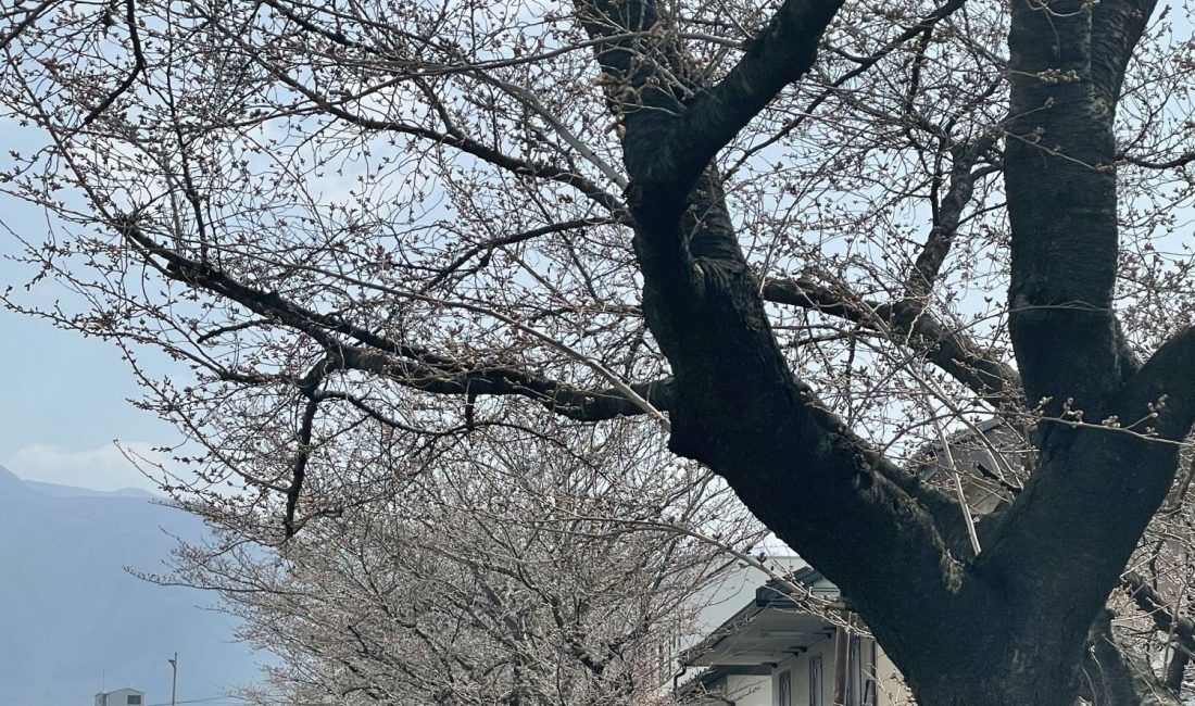 2021.3.26 AM 薄川堤防沿いの桜