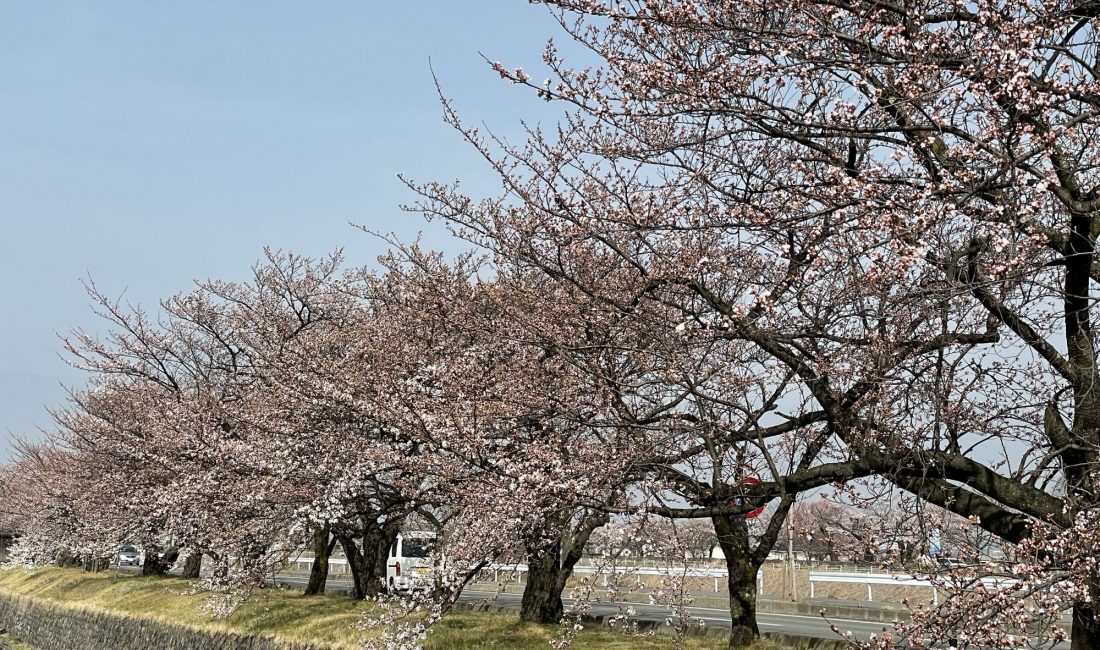 2021.3.30 AM  薄川堤防沿いの桜