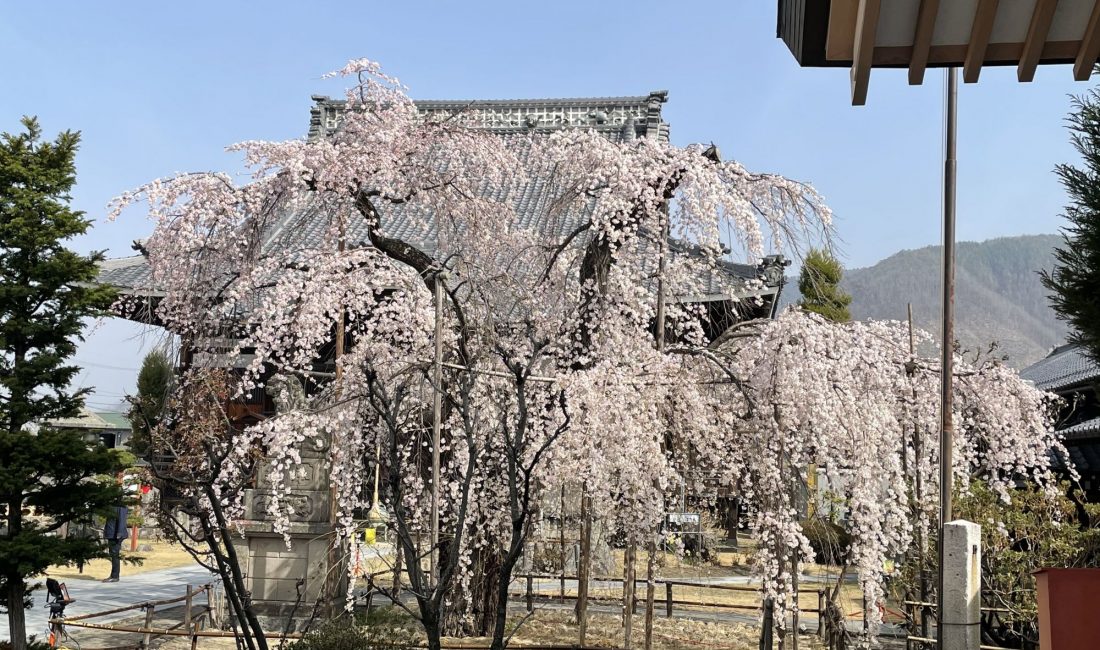 2021.3.30 AM  里山辺　兎川寺の枝垂れ桜