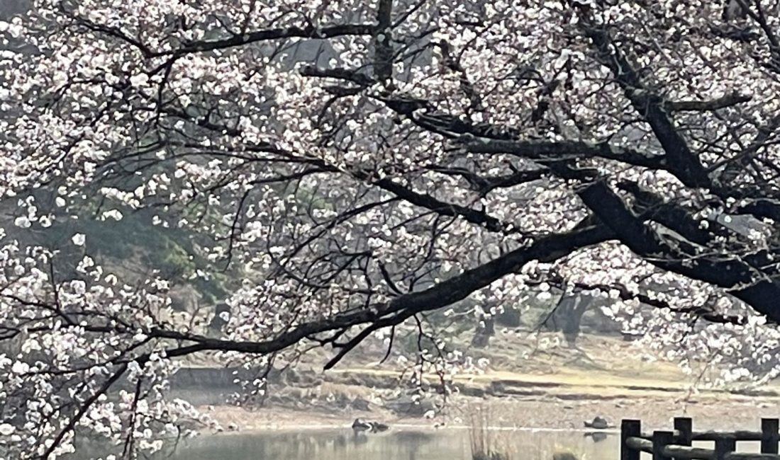 2021.3.30 AM  千鹿頭池の桜