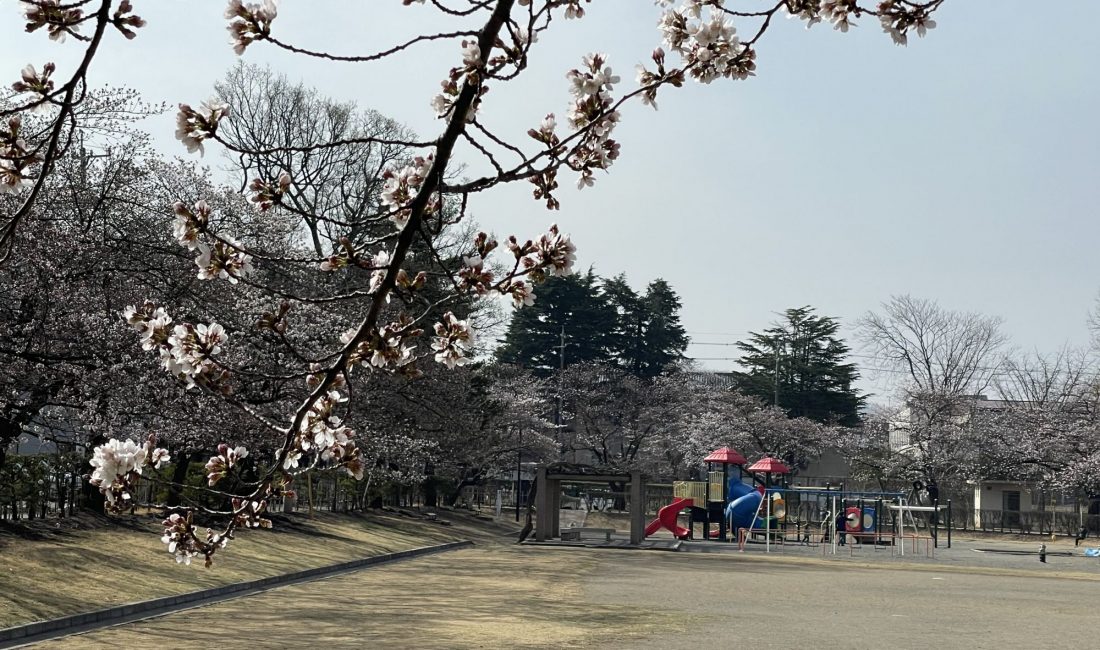 2012.3.30 AM  あがたの森の桜