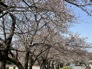 2021.3.29 AM  松本市総合体育館の桜