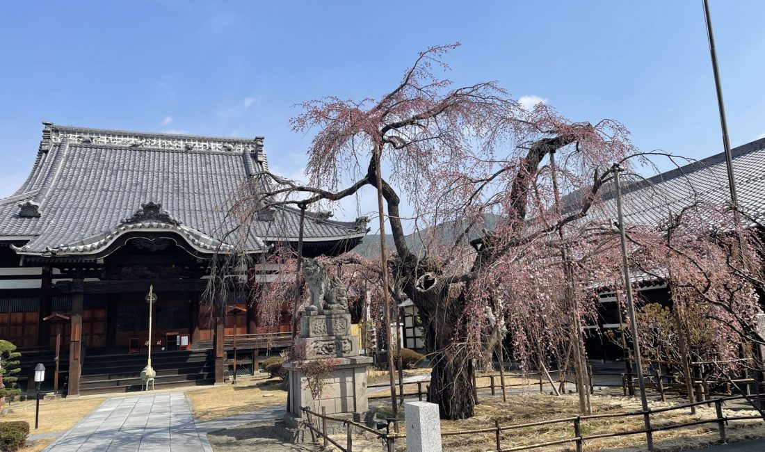 2012.3.26 AM 兎川寺の枝垂れ桜