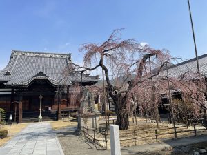 2012.3.26  AM   兎川寺の枝垂れ桜