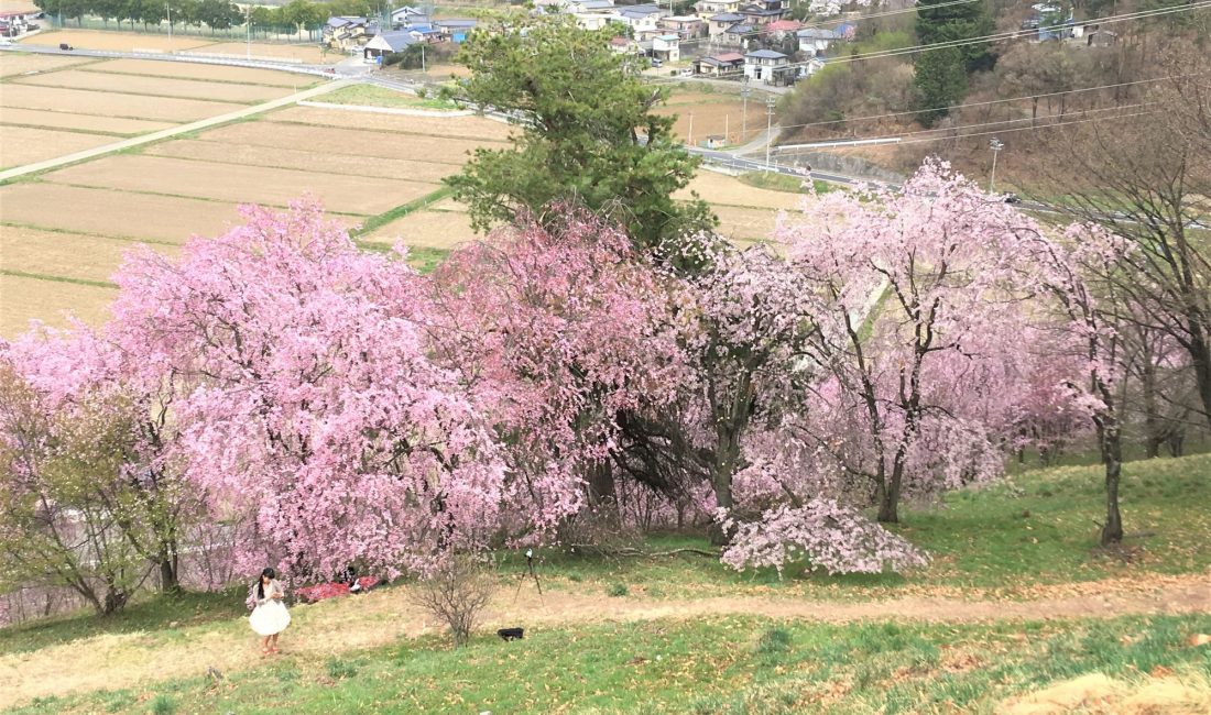 Kirschblüten am Koboyama