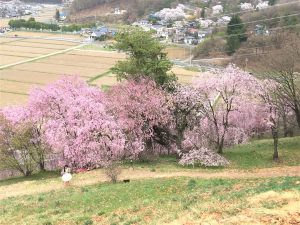 Kirschblüten am Koboyama
