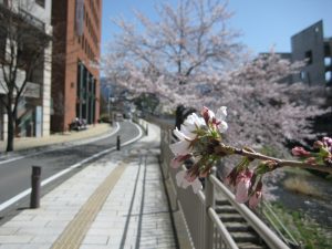 千歳橋・中央大手橋ウォークアラウンド