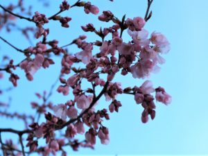 辰巳の庭コヒガンサクラが咲き始めました????情報