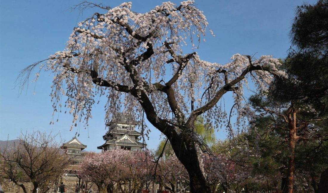 この暖かさ！松本城公園・街中の桜が咲き始めました????情報