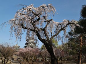 この暖かさ！松本城公園・街中の桜が咲き始めました????情報