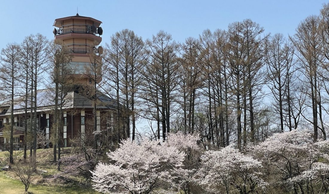 2021/4/3  アルプス公園の桜　見頃です