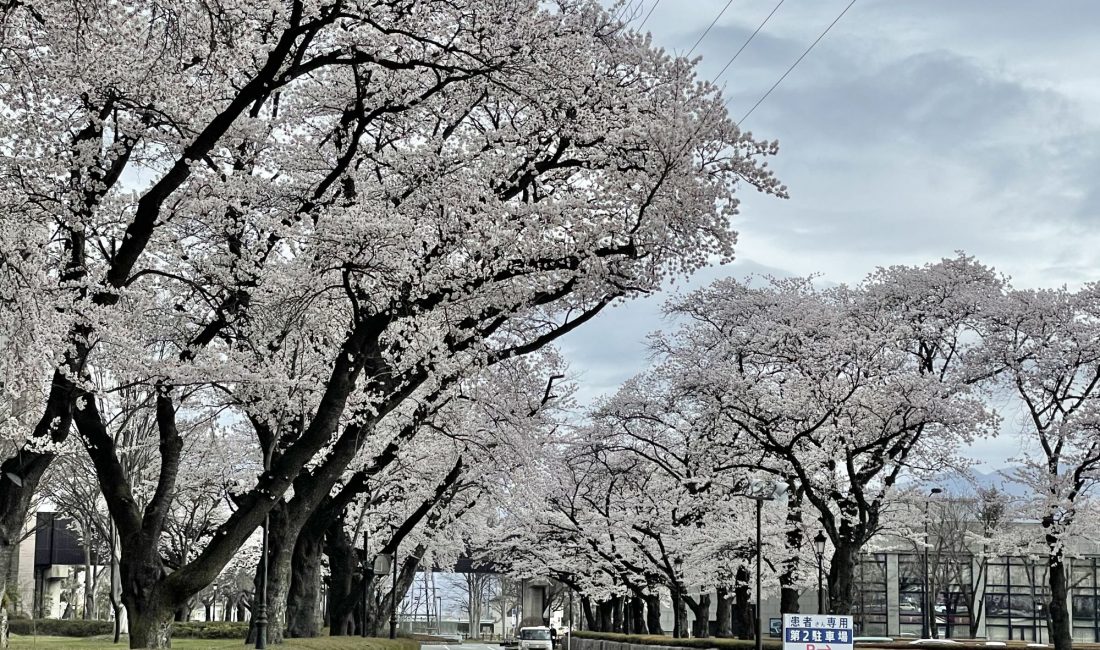 少し足を伸ばしてみませんか？松本歯科大の桜
