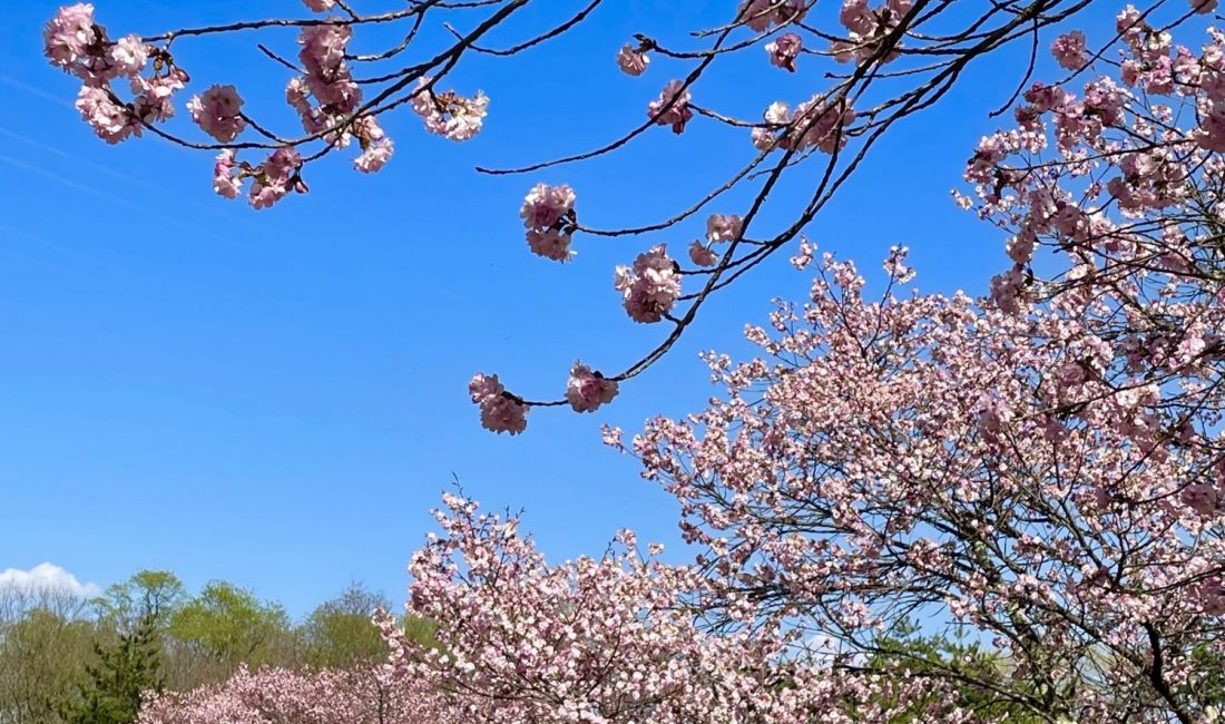 梓川八景山の桜 2021/4/11