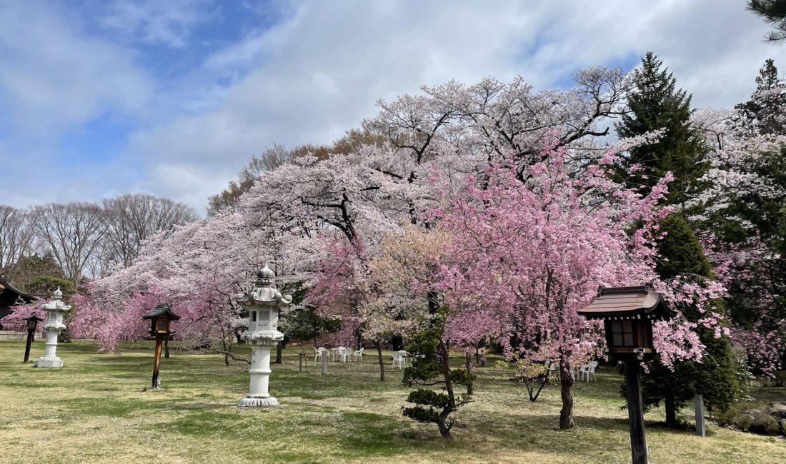 護国神社の桜　2021/4/5