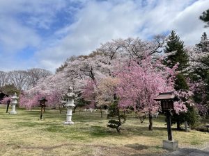 護国神社の桜　2021/4/5