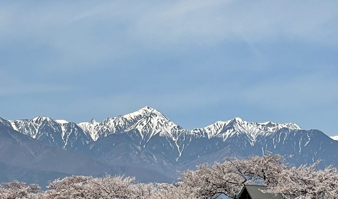 薄川堤防沿いの桜　2021/4/6
