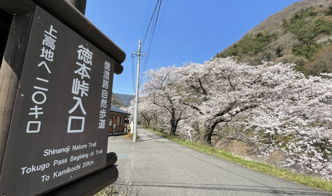 島々谷の桜　2021/4/6