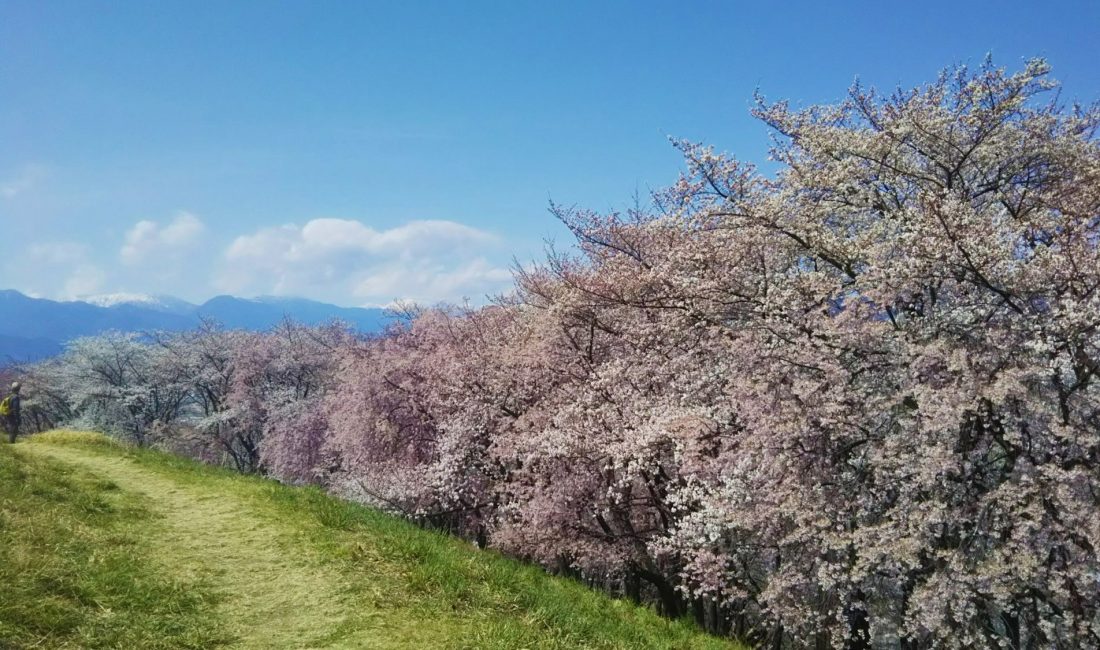 Les Sakura à Matsumoto – Partie 2 : Le Mont Koboyama